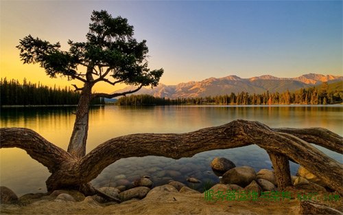 tarantula tree