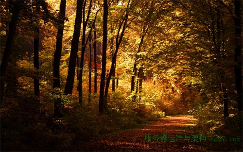 wonely autumn walk Wallpaper